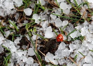 Ladybug on ice 