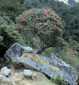 On the way to Triund