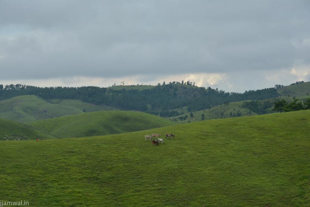 Rolling green hills on way to Shillong from Tura