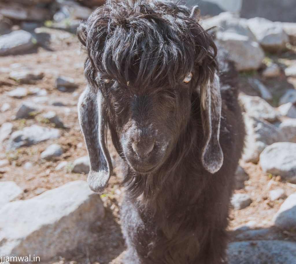 A Tibetan goat with a cool hairstyle