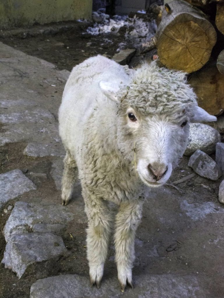 A friendly and curious sheep