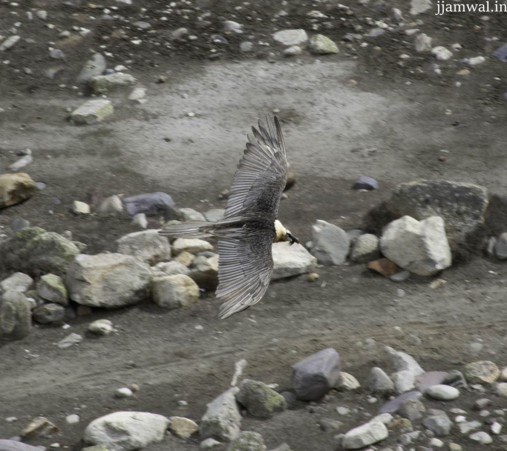 A rare Bearded Vulture