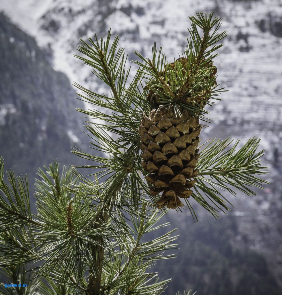 Pine cones with Kinner Kailash range in background